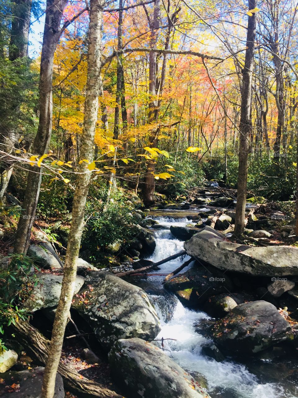 Fall in Smoky Mountains 