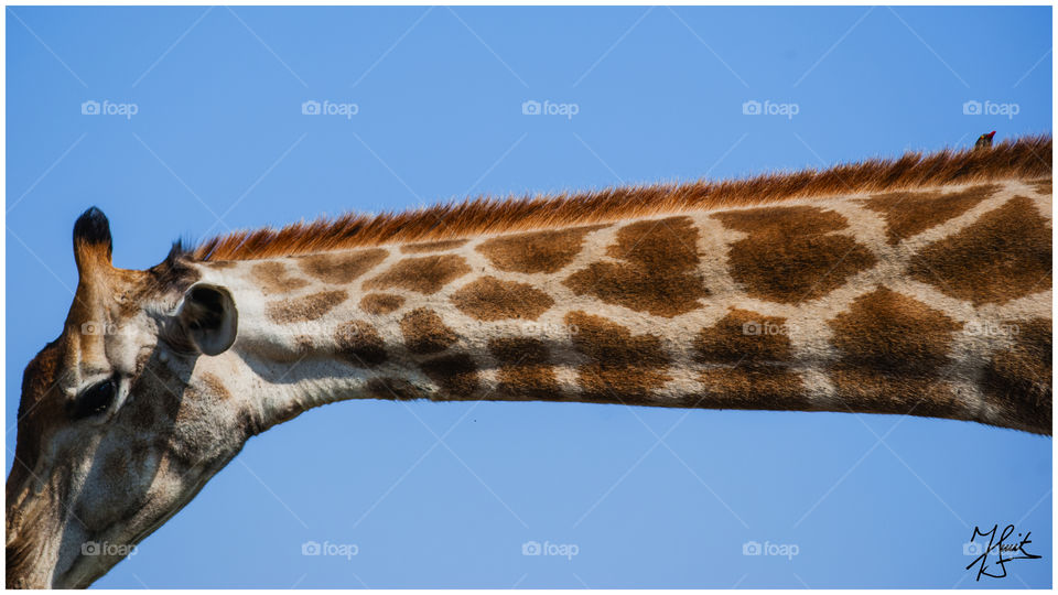 Long Neck. Giraffe in the Kruger National Park