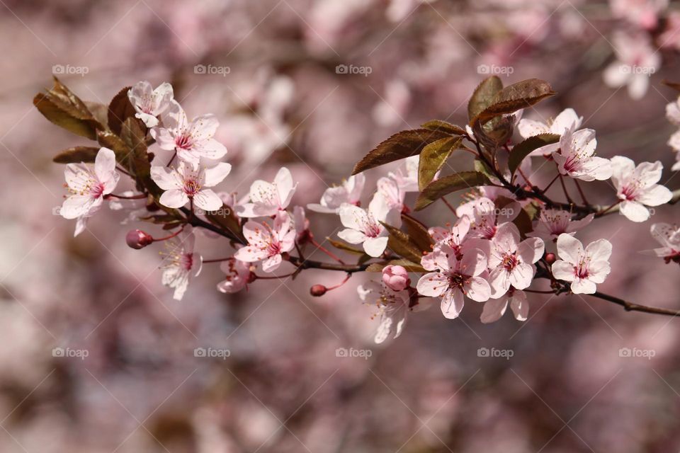 Pink spring flowers