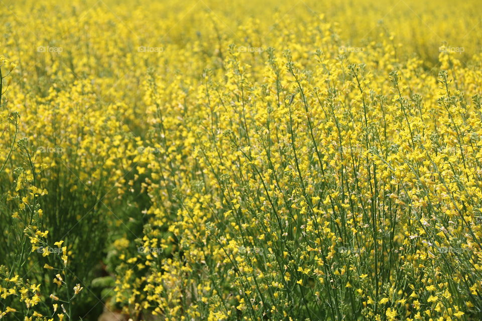 Field planted with kale - high stalks , green kale leaves on the bottom and beautiful yellow flowers swaying on a light breeze