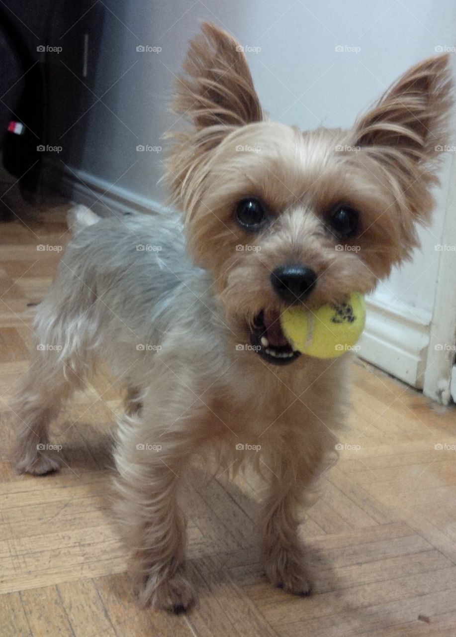 Yorkie and his ball