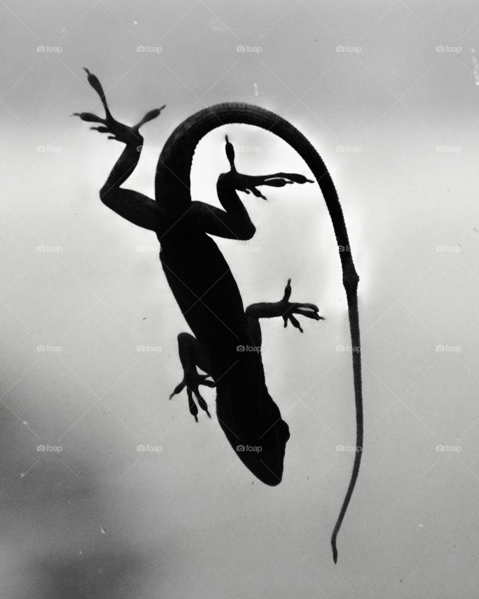 Anole on glass 