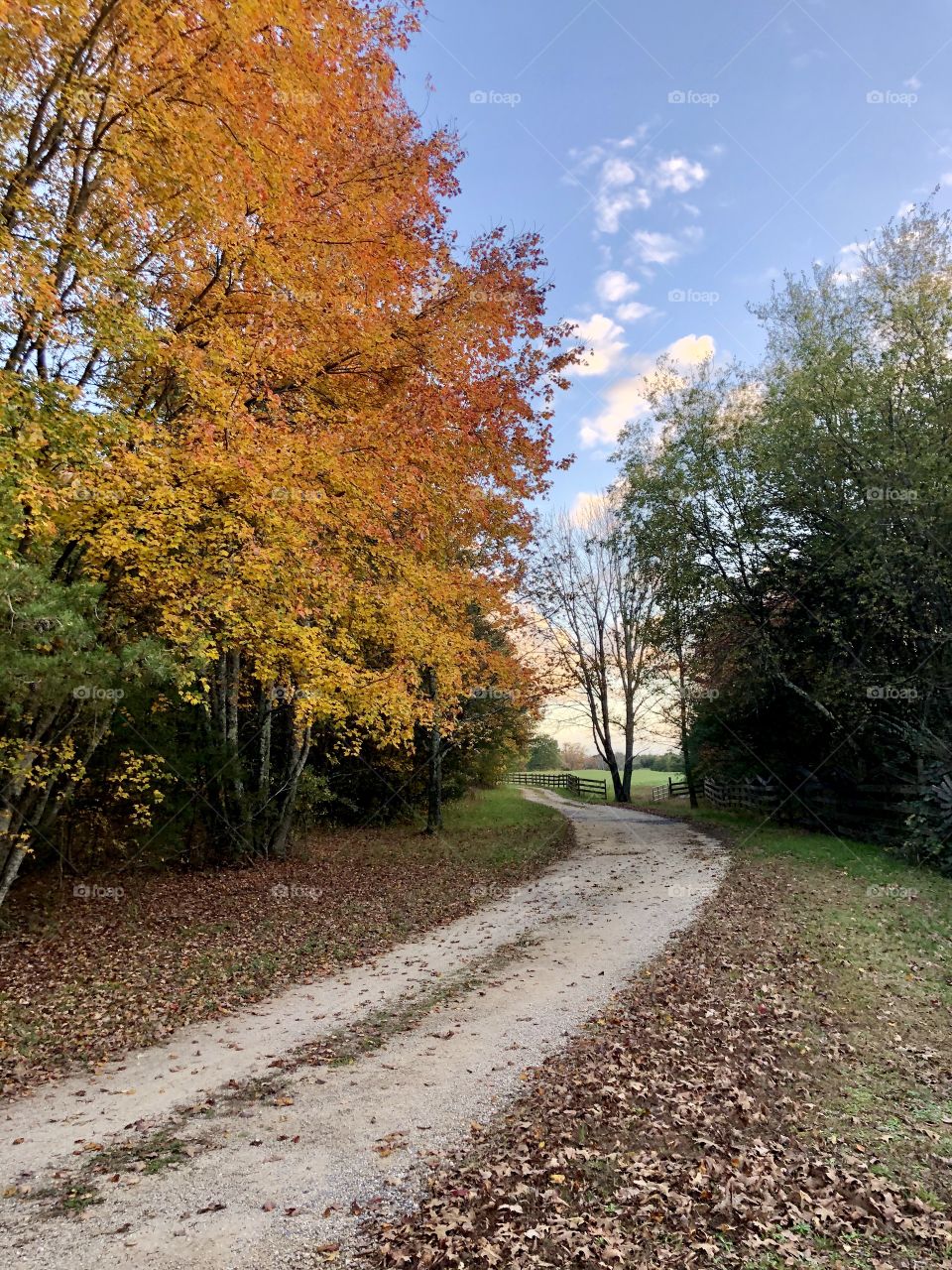 Beautiful autumn color on farm