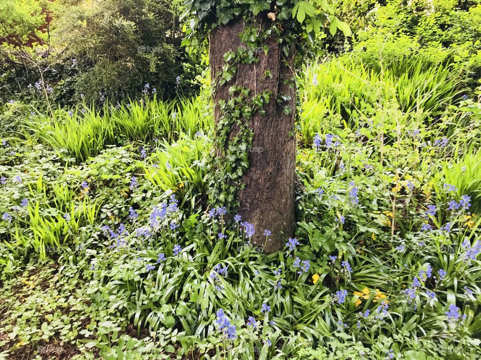 A plethora of beautiful spring bluebells in this copse of grassland and impressive trees.