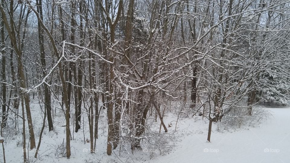 winter forest