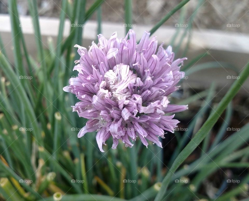 Blooming chives