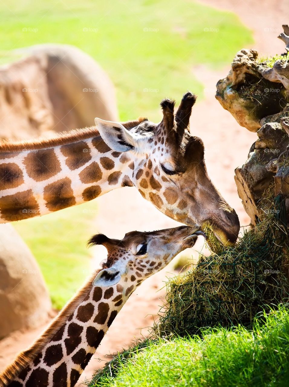 Giraffe and its young one eating grass
