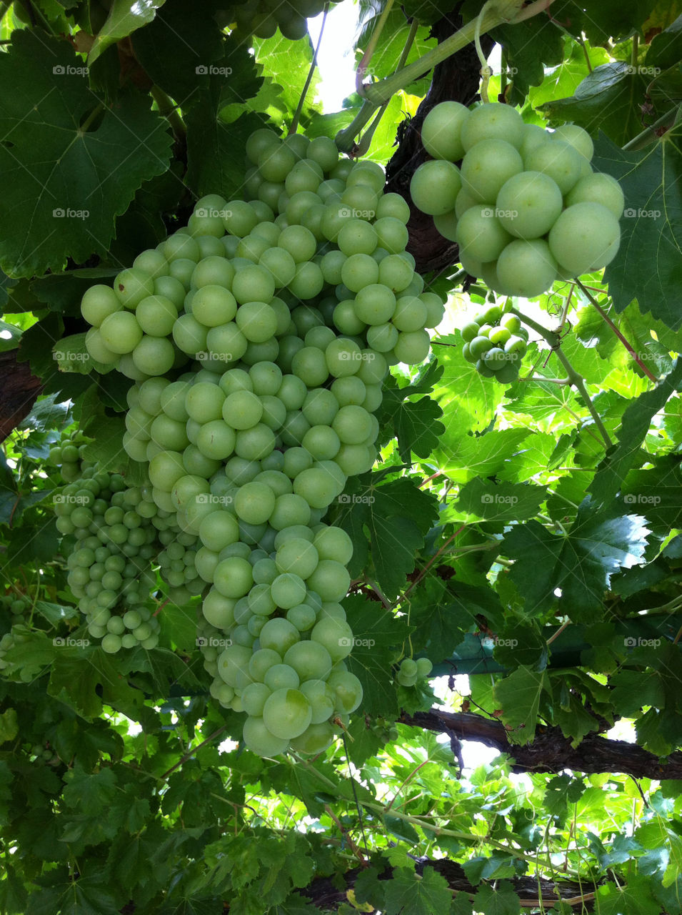 spain grapes guadalajara uvas by solticius