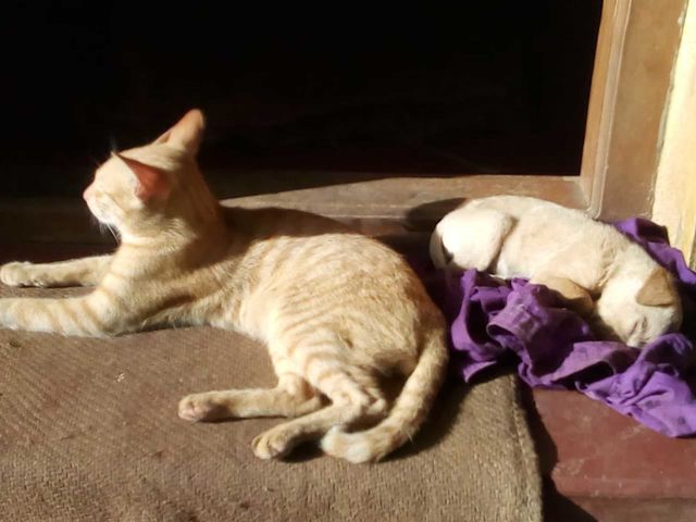 cat dog