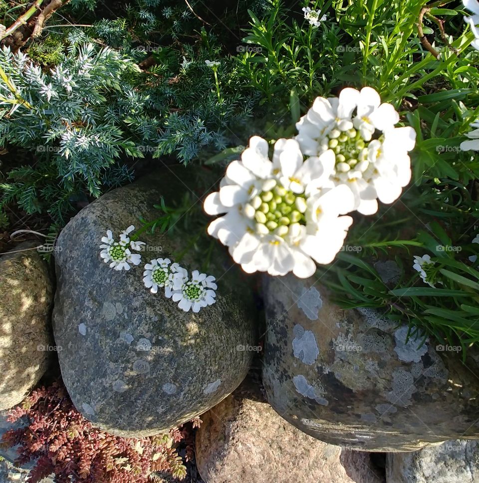 weiss Steine Blumen