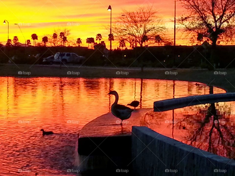 Ducks and geese floating in a pond painted red and yellow by a gorgeous Arizona sunset. Located at a public park, some cars are visible in the background.