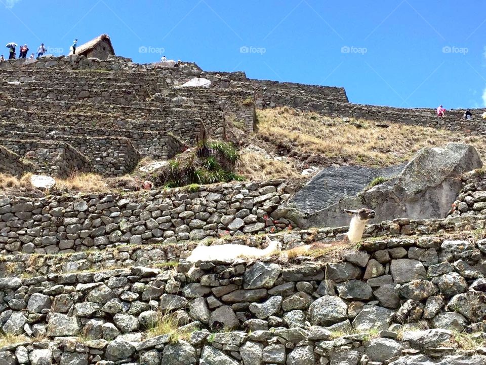 Llamas in the wonder world, Machu Picchu, Peru 