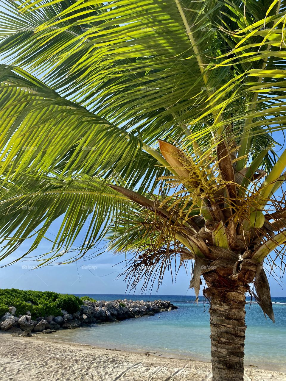 Palm tree in front of a beautiful beach in Runway Bay Jamaica 
