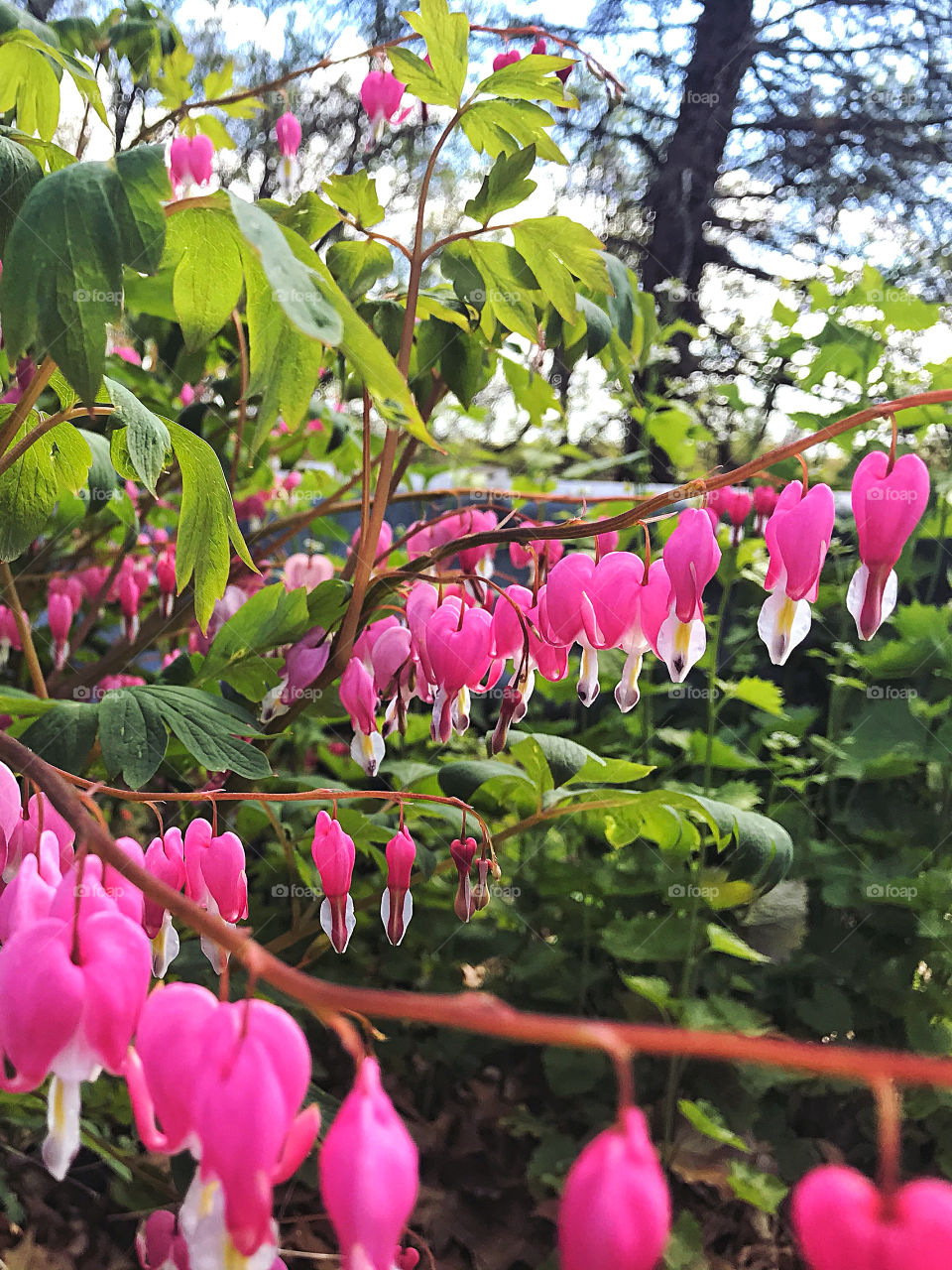 Bleeding Hearts 