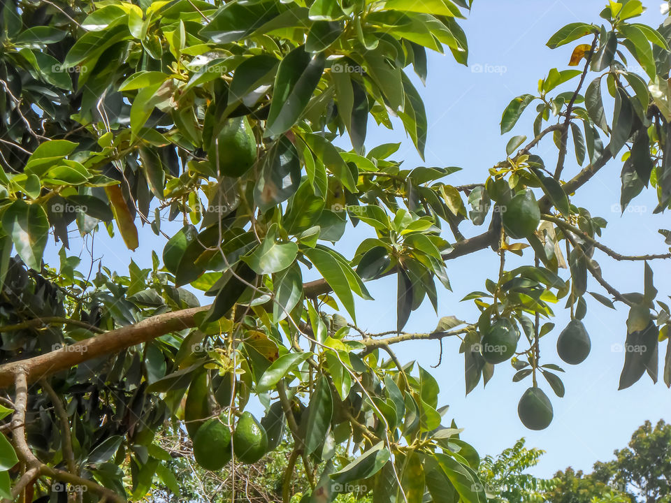 Avocados Hanging From Tree