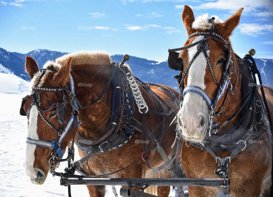 Teton Elk Refuge Sleigh Ride