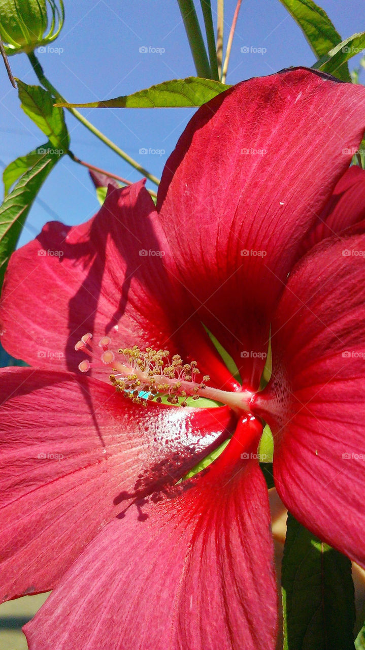 Red hibiscus flower macro