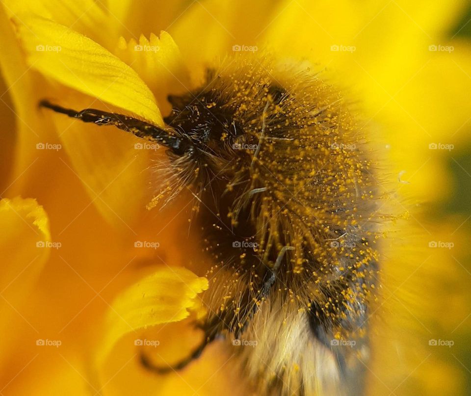 photo of a shaggy beetle sitting in yellow pollen in a dandelion flower