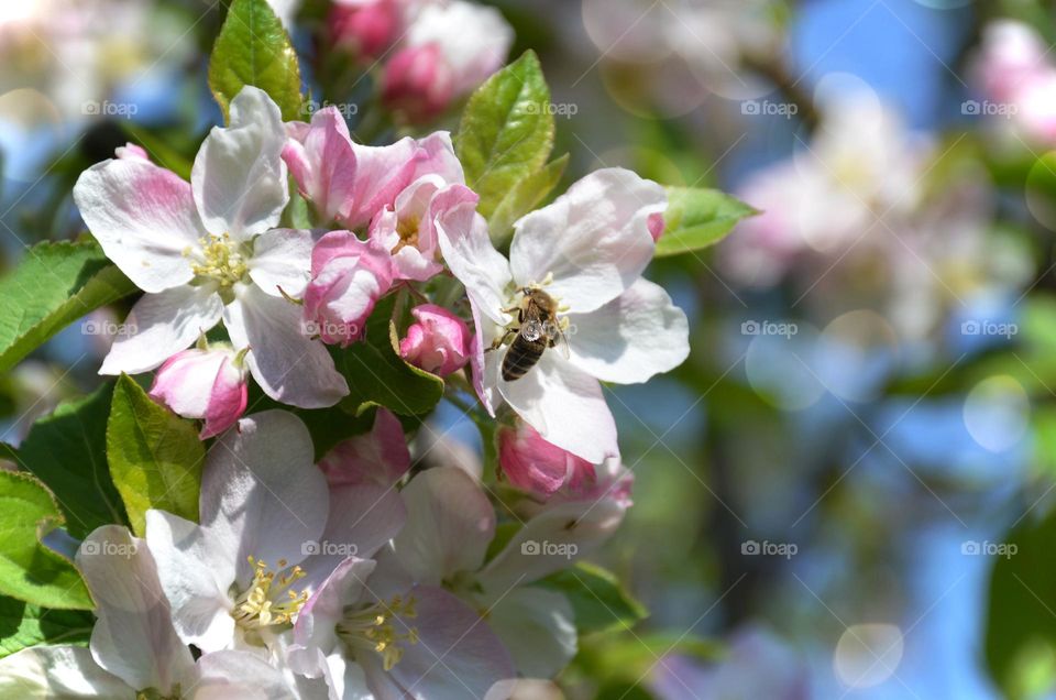 Bees-Nature in Motion