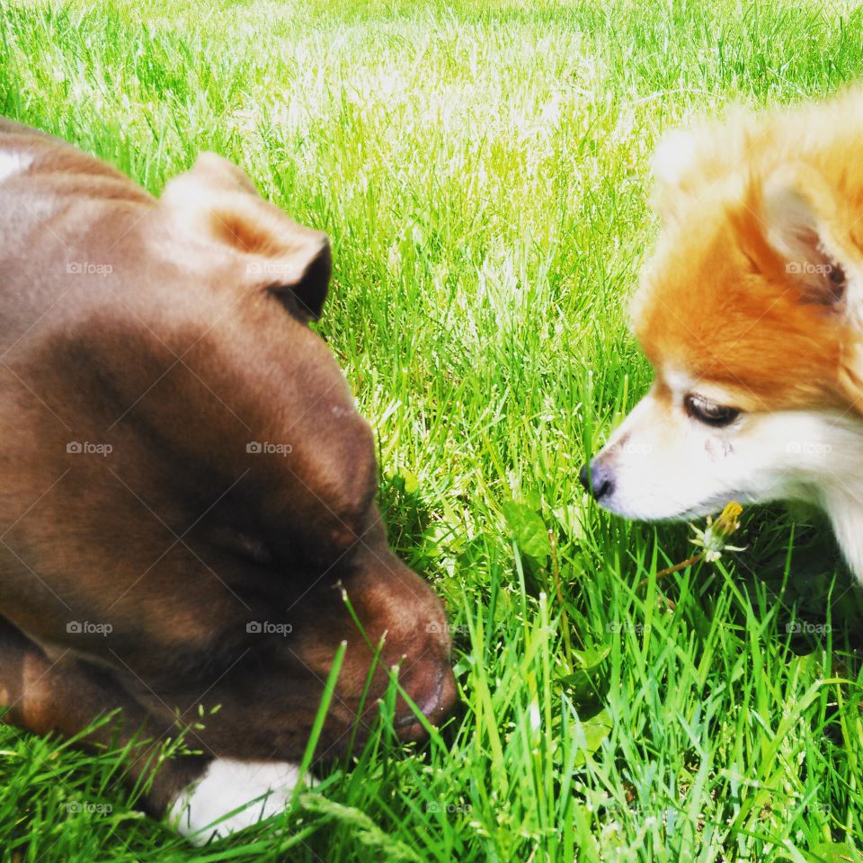Double Trouble. two dogs, pomeranian and pitbull 
