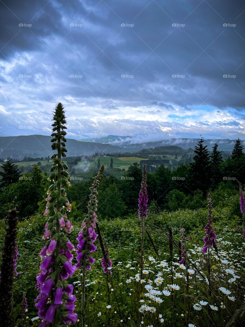 Foxglove on the mountain 