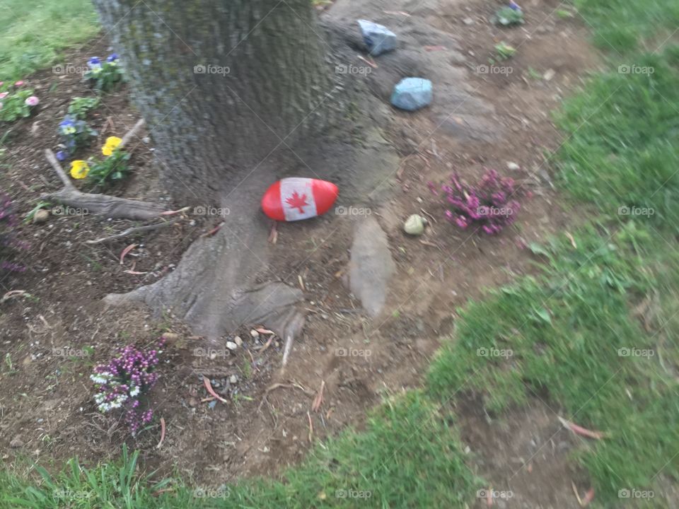 Stone painted with the Canadian Flag left at the Park by a tree stump