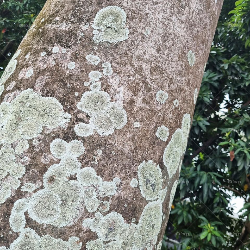 Lichens on a Royal Palm