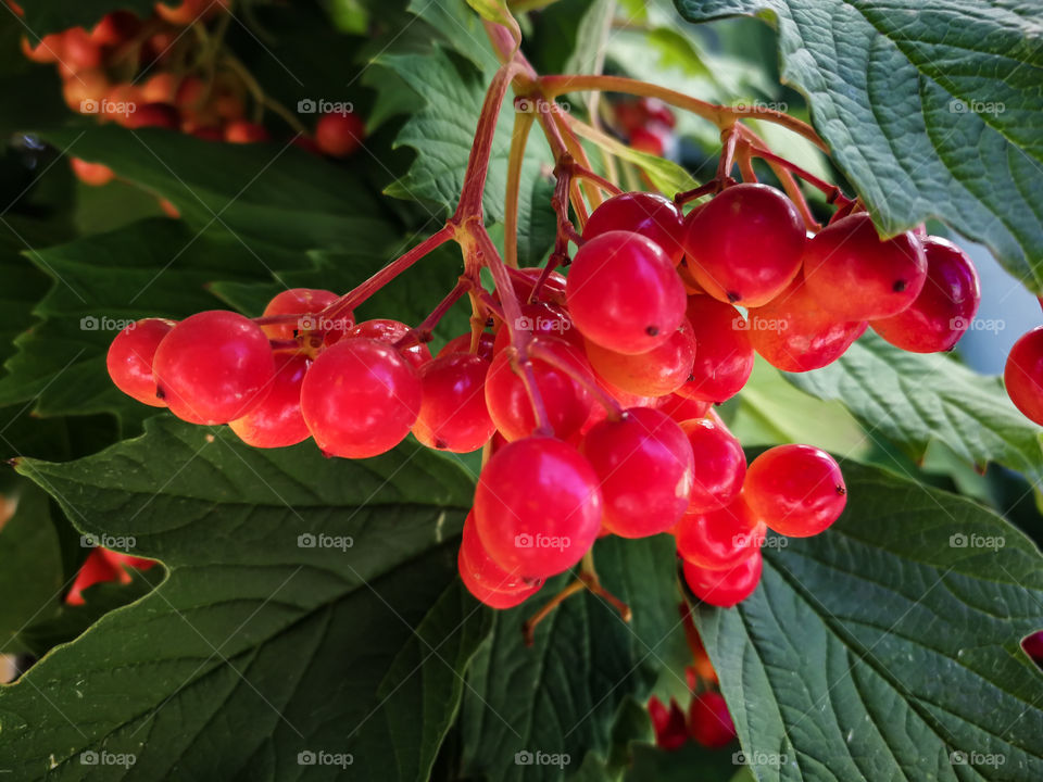 Red viburnum-a bunch of autumn miracle