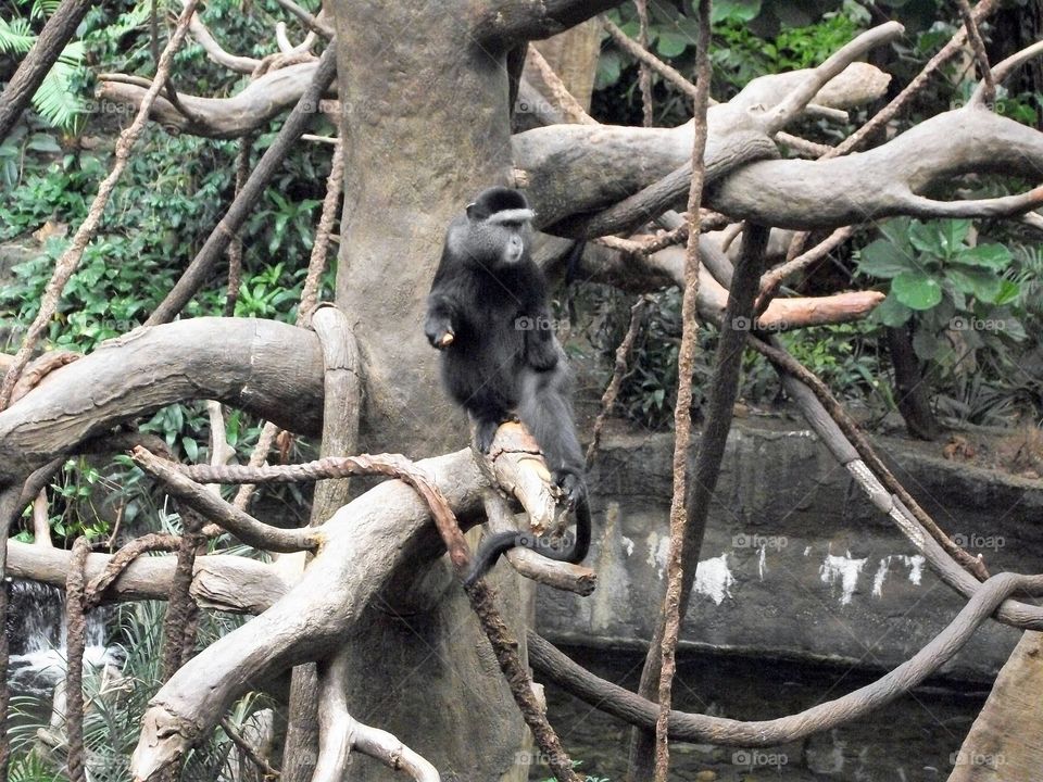 tree monkey