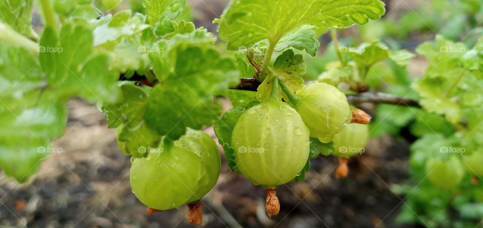 gooseberry