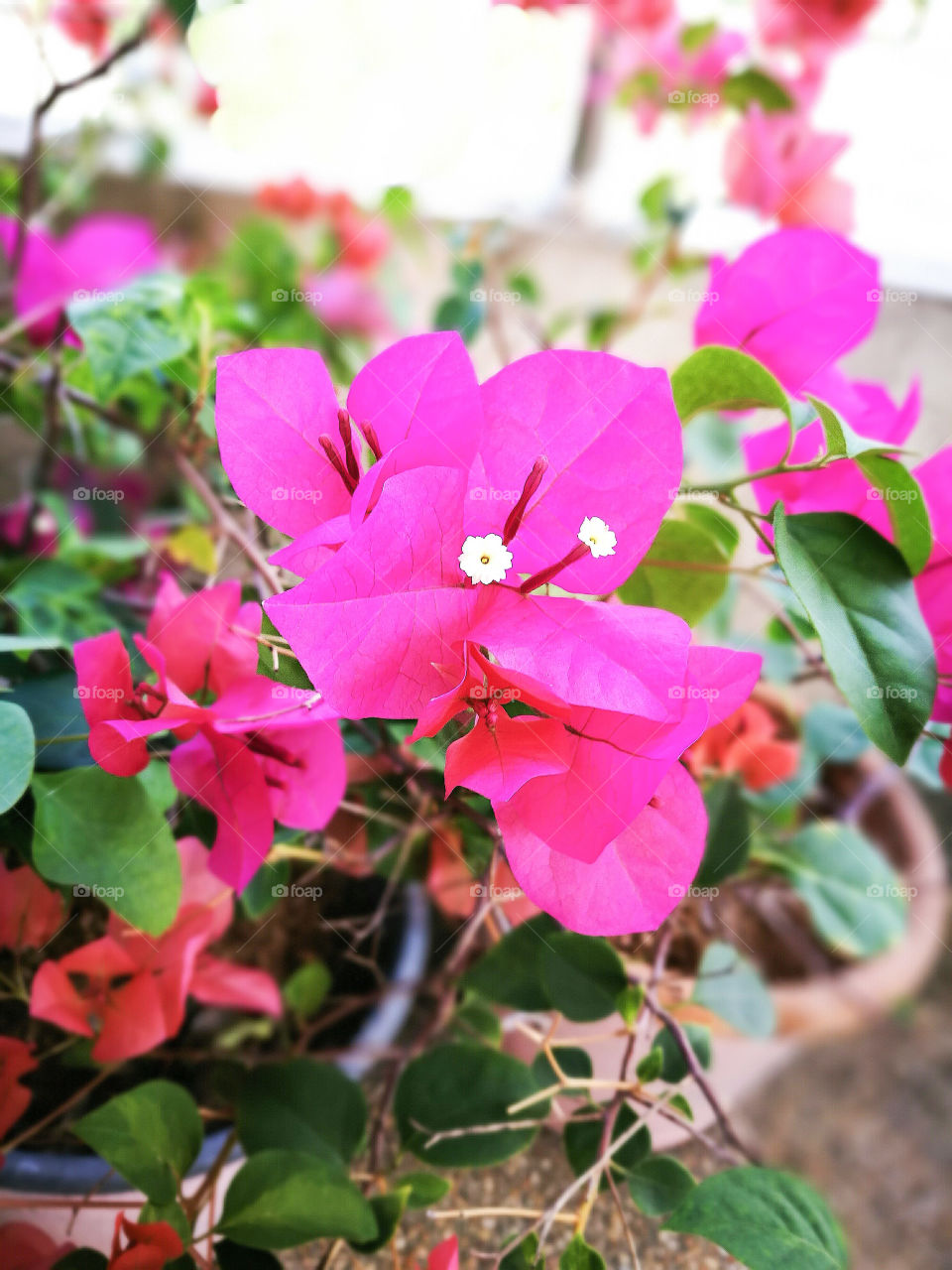 House plants in pots