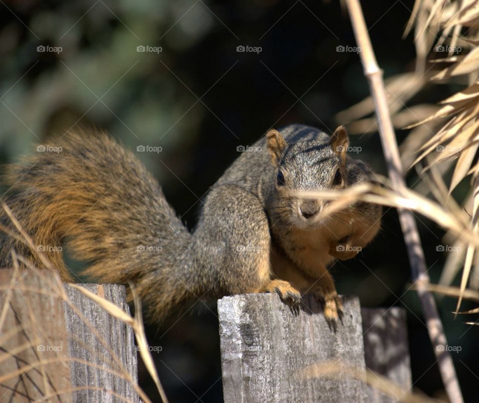 Squirrel on Fence