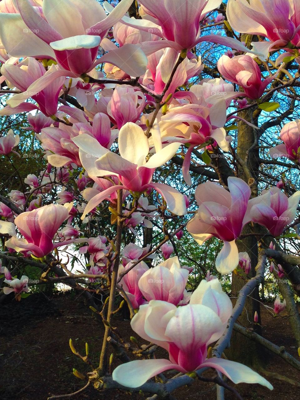 Tulip magnolia tree