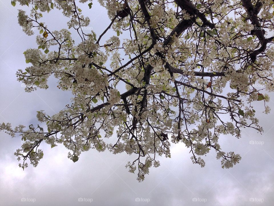Balboa park & white cherry blossom 