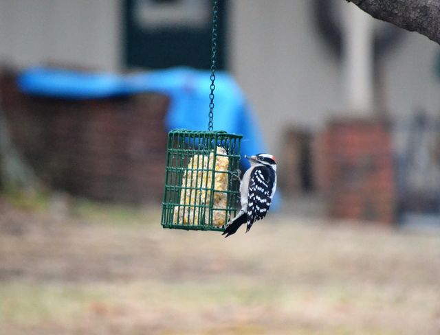woodpecker