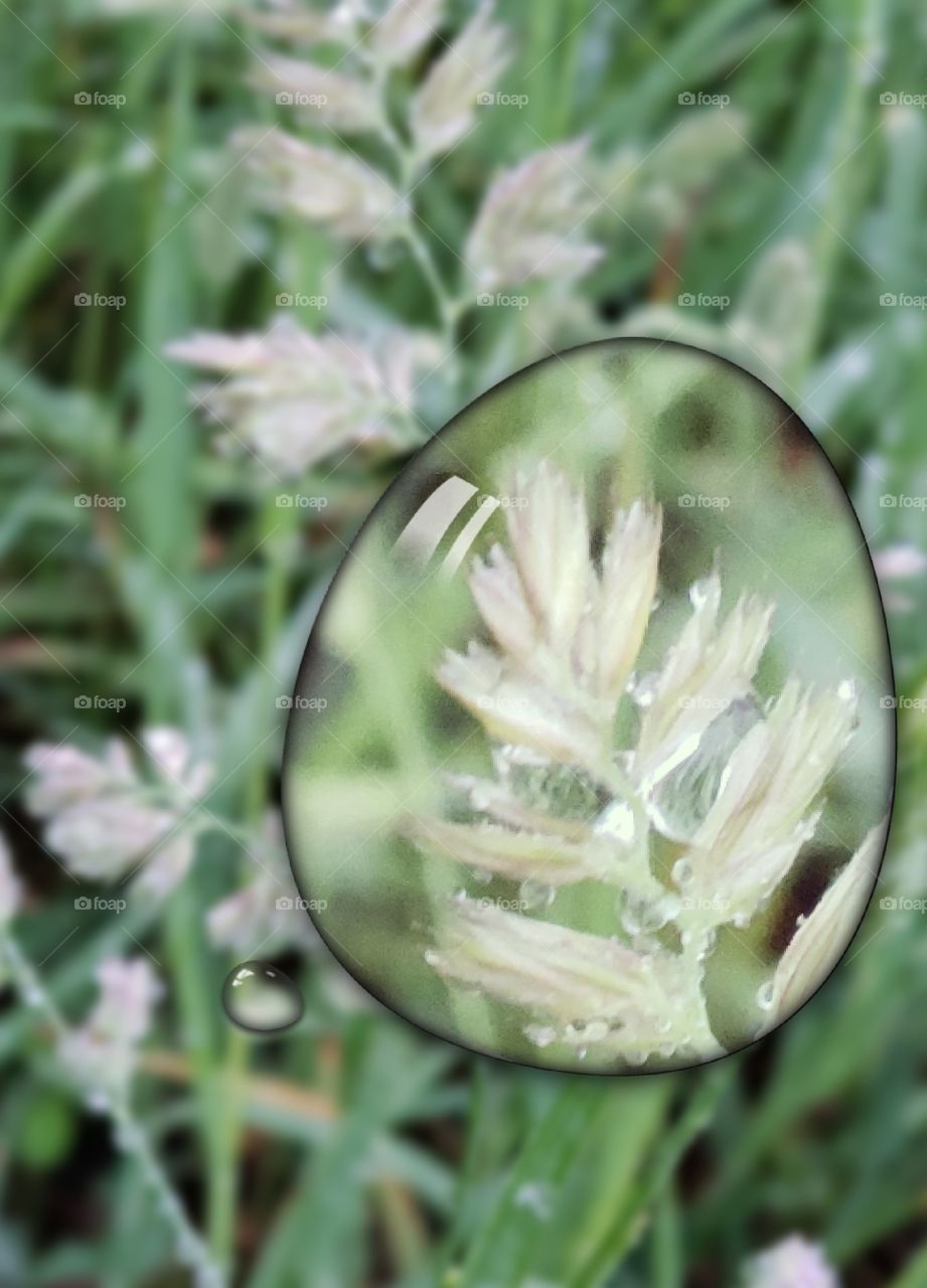 Grass going to seed, water drops, picture in picture