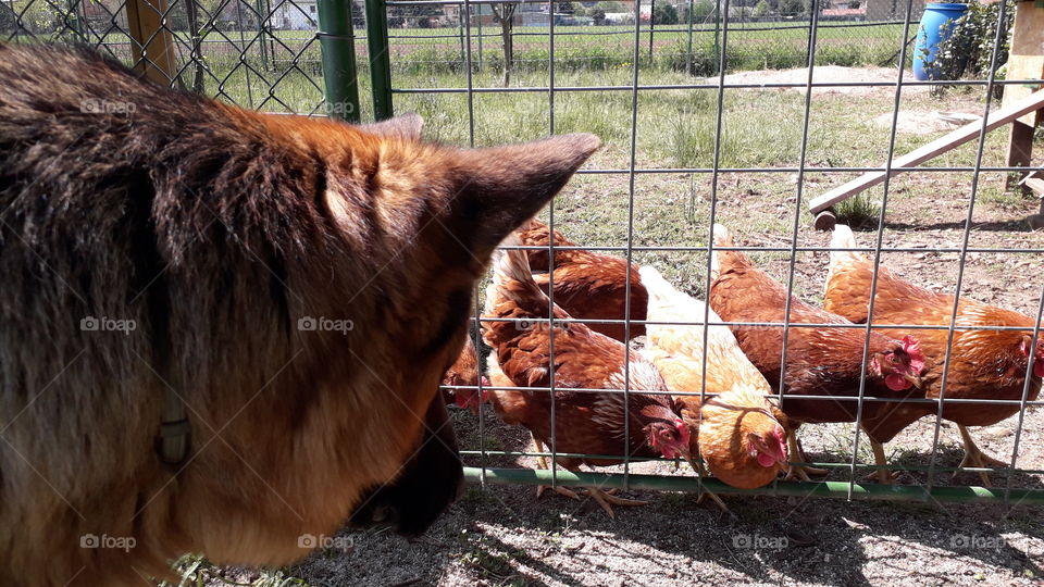 my dog Iago with my hens