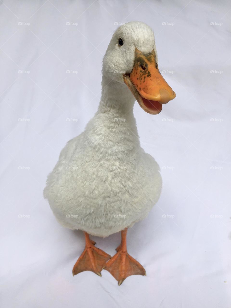 Duck 