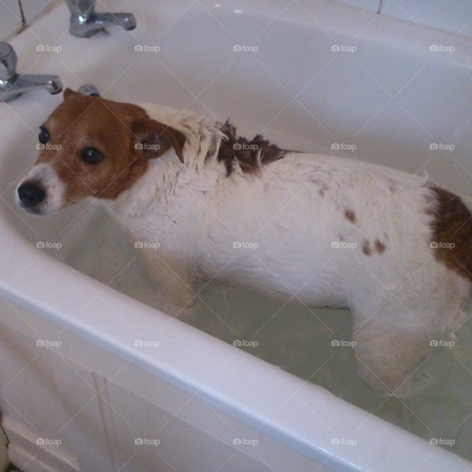 Jack Russell Terrier in the 🛀