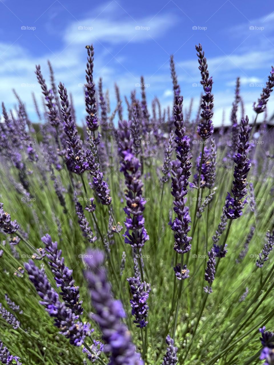 Lavender 