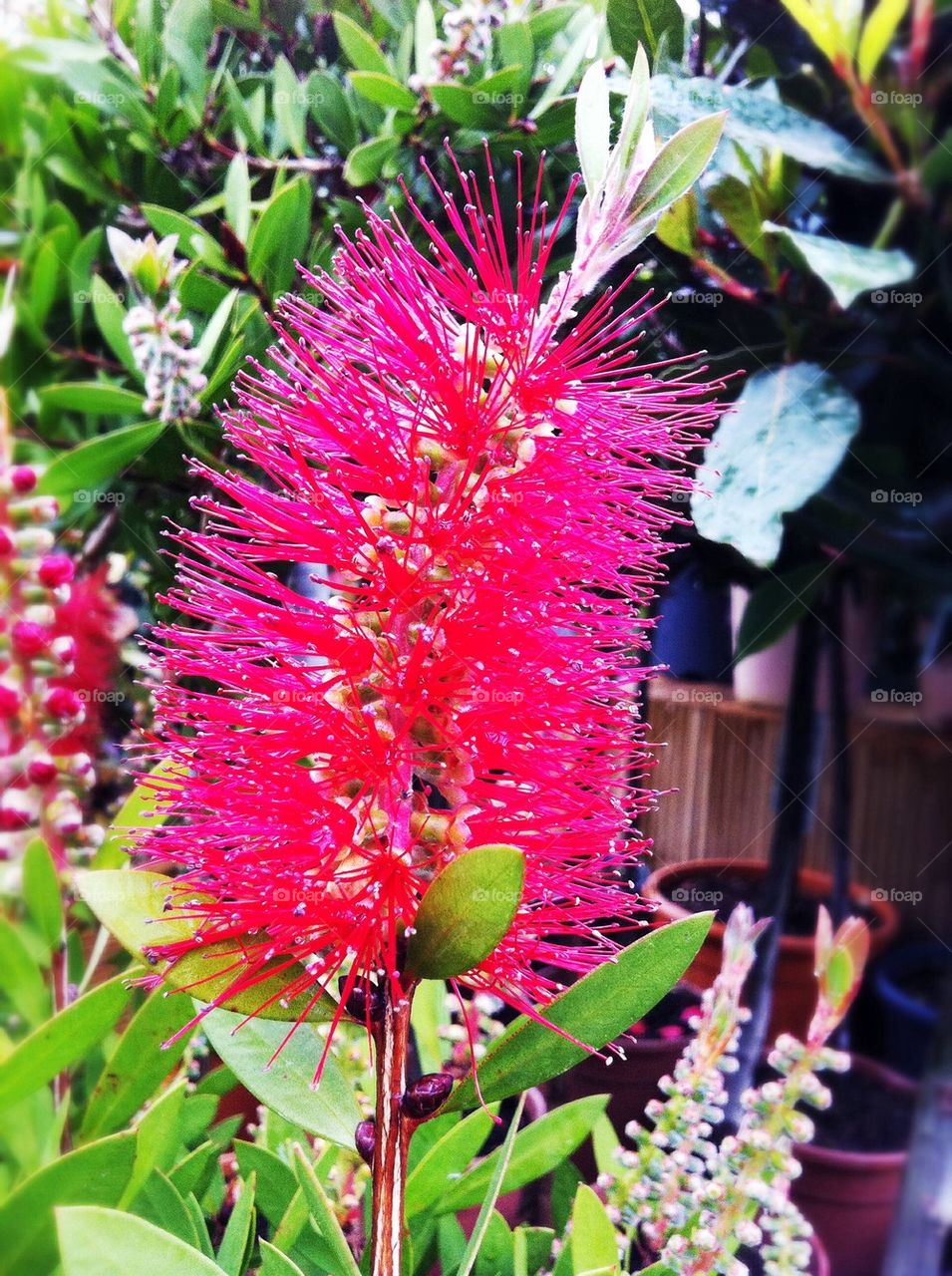 Red brush flower