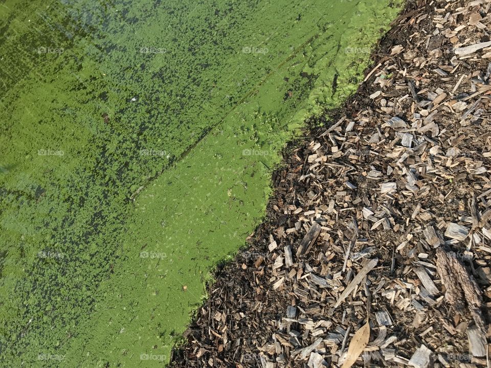 Algae