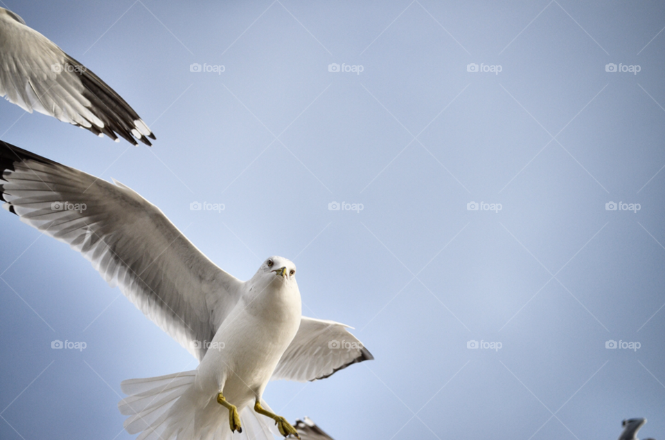 birds blue sky flying closeup graphic motion flight wings seagull by meredithk
