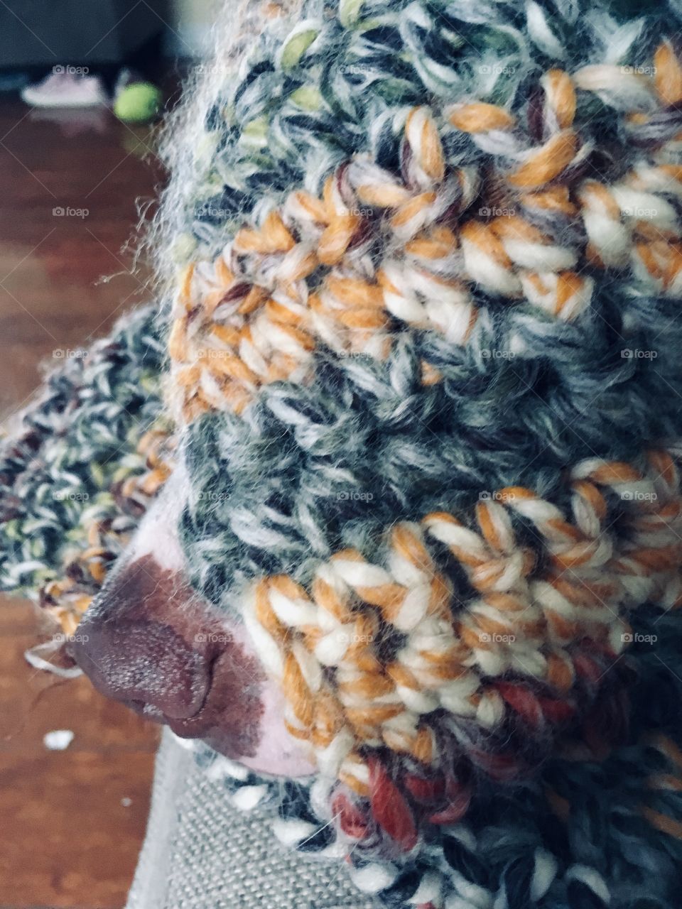 Beautiful rescue pitbull dog in his new blanket 