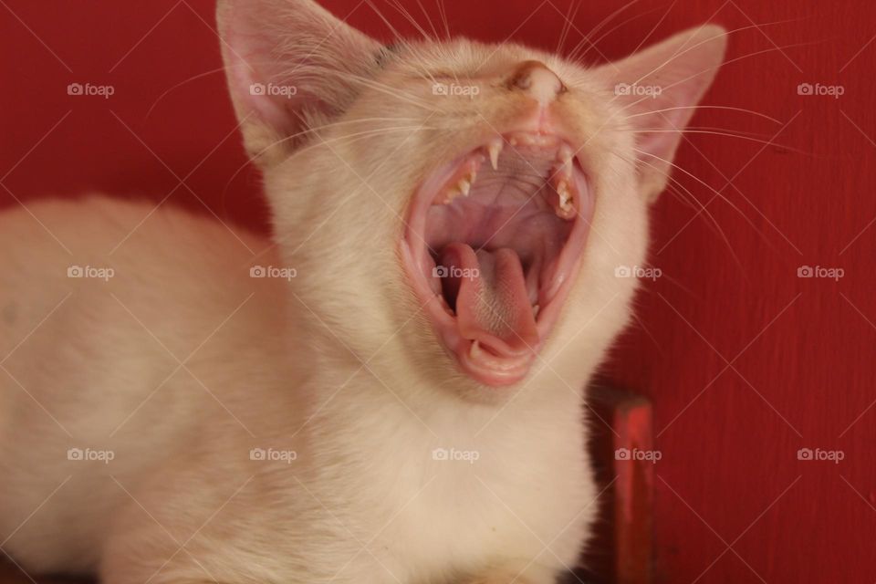 the kitten yawned