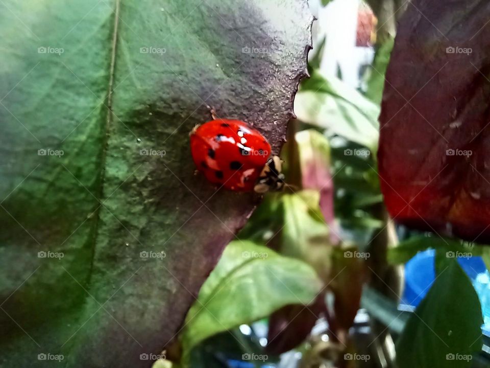 Macro Photo of a Ladybug 
