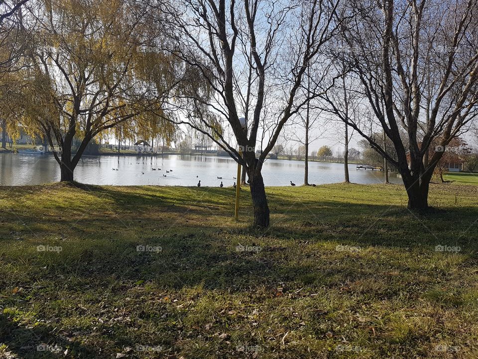 Tree, Landscape, Park, Fall, Nature