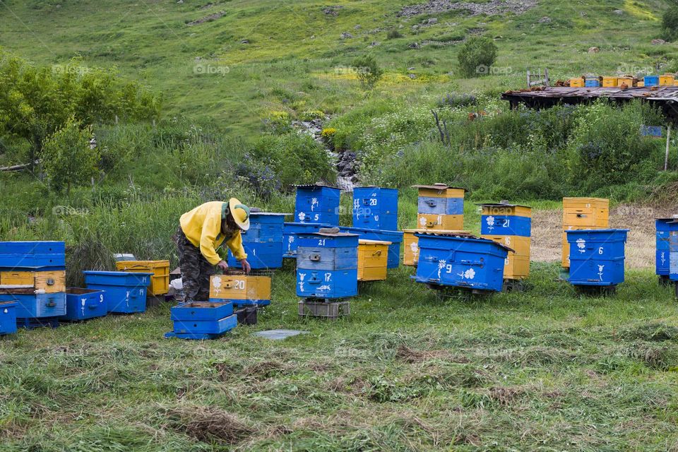 Beekeeper working collect honey.  Extraction of honey concept .