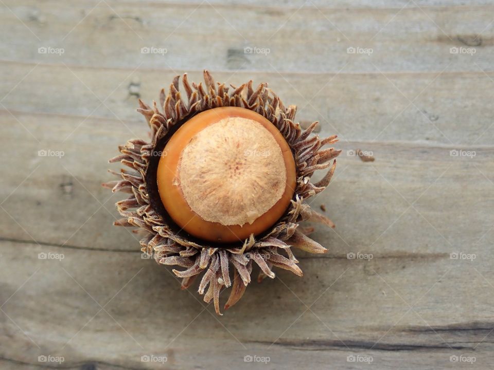 Wild hazelnut chestnuts