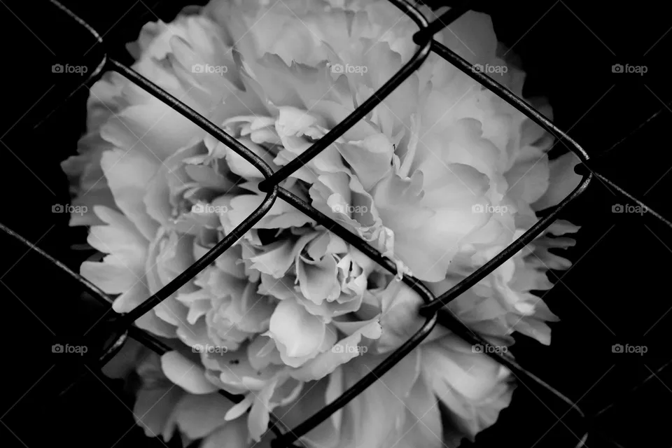 Blume hiter Gitter